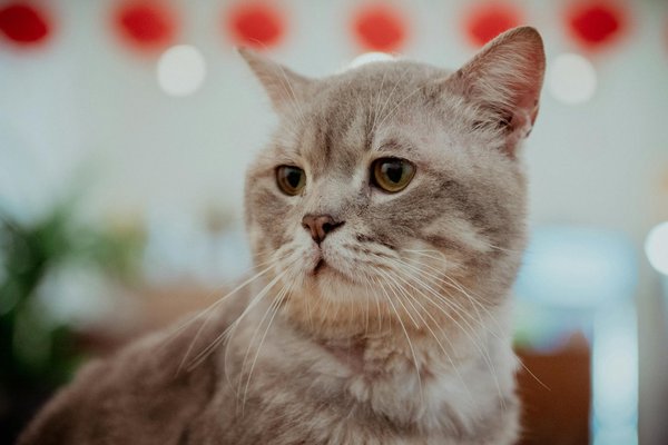 Blockchain-Technologie im Kampf gegen Produktpiraterie: Revolutionäre Lösungen für Luxusmarken in der Modebranche