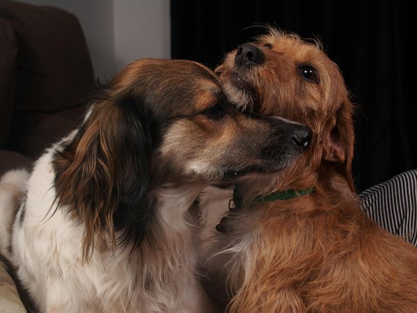 Lüften sie das geheimnis der feurigen verführung: die ultimative südafrikanische peri-peri-hähnchenmarinade entdecken!